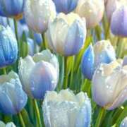 ヒメ日記 2025/07/30 21:47 投稿 つばめ しろうとCollection