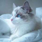 ヒメ日記 2025/07/31 21:16 投稿 つばめ しろうとCollection