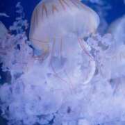 ヒメ日記 2025/08/10 21:17 投稿 つばめ しろうとCollection