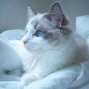 ヒメ日記 2025/08/26 22:07 投稿 つばめ しろうとCollection