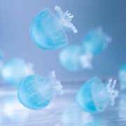 ヒメ日記 2025/09/02 21:22 投稿 つばめ しろうとCollection