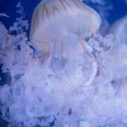 ヒメ日記 2025/09/25 01:37 投稿 つばめ しろうとCollection