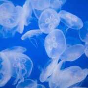 ヒメ日記 2025/10/01 20:37 投稿 つばめ しろうとCollection