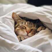 ヒメ日記 2025/12/01 22:47 投稿 つばめ しろうとCollection