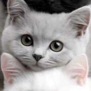 ヒメ日記 2026/03/25 21:57 投稿 つばめ しろうとCollection