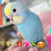 ヒメ日記 2025/03/17 16:46 投稿 乙葉 HERMINE-エルミネ-