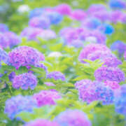 ヒメ日記 2025/06/24 16:49 投稿 乙葉 HERMINE-エルミネ-