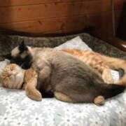 ヒメ日記 2025/08/12 14:26 投稿 乙葉 HERMINE-エルミネ-