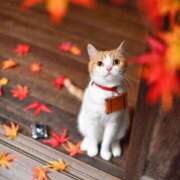 ヒメ日記 2025/10/17 14:24 投稿 乙葉 HERMINE-エルミネ-