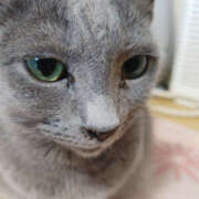 ヒメ日記 2025/02/11 20:00 投稿 せつな 奥鉄オクテツ神奈川店（デリヘル市場グループ）