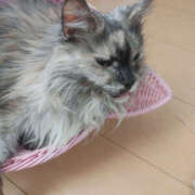 ヒメ日記 2025/02/12 15:30 投稿 せつな 奥鉄オクテツ神奈川店（デリヘル市場グループ）