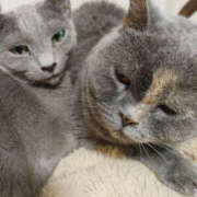 ヒメ日記 2025/03/31 23:35 投稿 せつな 奥鉄オクテツ神奈川店（デリヘル市場グループ）