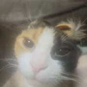 ヒメ日記 2025/04/03 20:45 投稿 せつな 奥鉄オクテツ神奈川店（デリヘル市場グループ）