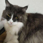 ヒメ日記 2025/05/13 19:30 投稿 せつな 奥鉄オクテツ神奈川店（デリヘル市場グループ）