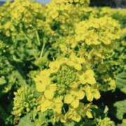 ヒメ日記 2025/07/01 17:59 投稿 えま スピード梅田店