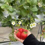 ヒメ日記 2025/11/17 23:24 投稿 えま スピード梅田店