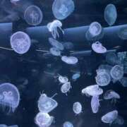 ヒメ日記 2026/01/04 04:46 投稿 えま スピード梅田店