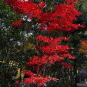 ヒメ日記 2025/12/03 13:01 投稿 青山まゆか MADAM