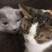 ヒメ日記 2024/12/24 23:50 投稿 せつな 奥鉄オクテツ東京店（デリヘル市場）