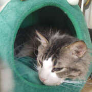 ヒメ日記 2025/11/21 12:00 投稿 せつな 奥鉄オクテツ東京店（デリヘル市場）