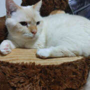 ヒメ日記 2025/11/24 18:25 投稿 せつな 奥鉄オクテツ東京店（デリヘル市場）