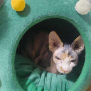 ヒメ日記 2025/11/25 12:55 投稿 せつな 奥鉄オクテツ東京店（デリヘル市場）