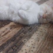 ヒメ日記 2025/12/02 19:45 投稿 せつな 奥鉄オクテツ東京店（デリヘル市場）