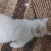 ヒメ日記 2025/12/07 13:45 投稿 せつな 奥鉄オクテツ東京店（デリヘル市場）