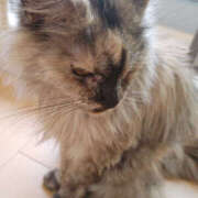 ヒメ日記 2025/12/07 16:25 投稿 せつな 奥鉄オクテツ東京店（デリヘル市場）