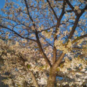 ヒメ日記 2026/04/05 11:50 投稿 せつな 奥鉄オクテツ東京店（デリヘル市場）