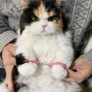 ヒメ日記 2025/08/11 19:21 投稿 さくら『ぽっちゃりコース』 素人学園＠