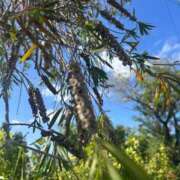 ヒメ日記 2025/12/27 12:03 投稿 さくら『ぽっちゃりコース』 素人学園＠