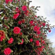 ヒメ日記 2025/04/05 16:04 投稿 吉沢 AROMA VENUS