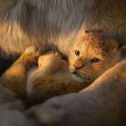 ヒメ日記 2025/04/25 18:27 投稿 吉沢 AROMA VENUS