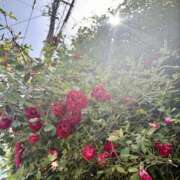 ヒメ日記 2025/05/07 17:24 投稿 吉沢 AROMA VENUS