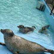 ヒメ日記 2025/08/28 18:06 投稿 吉沢 AROMA VENUS