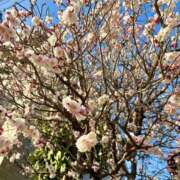 ヒメ日記 2026/03/21 16:49 投稿 吉沢 AROMA VENUS