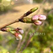 ヒメ日記 2025/03/29 14:00 投稿 吉永 睦 五十路マダム金沢店