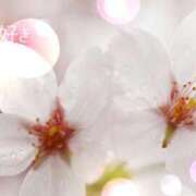 ヒメ日記 2025/04/13 13:56 投稿 吉永 睦 五十路マダム金沢店