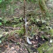 ヒメ日記 2025/07/08 21:02 投稿 RANA/らな　centu STYLISH BACH