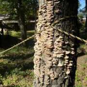 ヒメ日記 2025/10/24 22:22 投稿 RANA/らな　centu STYLISH BACH