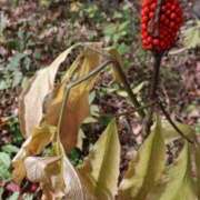 ヒメ日記 2025/11/06 18:52 投稿 RANA/らな　centu STYLISH BACH