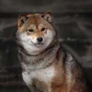 ヒメ日記 2026/04/13 12:52 投稿 RANA/らな　centu STYLISH BACH