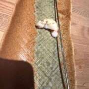 ヒメ日記 2026/06/14 06:50 投稿 RANA/らな　centu STYLISH BACH