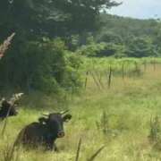 ヒメ日記 2026/07/14 07:52 投稿 RANA/らな　centu STYLISH BACH