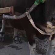 ヒメ日記 2026/09/28 20:23 投稿 RANA/らな　centu STYLISH BACH