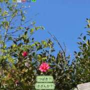 ヒメ日記 2025/11/29 08:20 投稿 しずか 鹿児島ちゃんこ霧島店