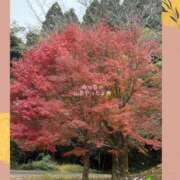 ヒメ日記 2025/12/04 03:29 投稿 しずか 鹿児島ちゃんこ霧島店