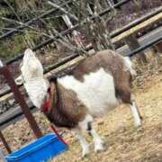 ヒメ日記 2026/02/15 02:59 投稿 しずか 鹿児島ちゃんこ霧島店