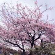 ヒメ日記 2026/02/26 04:39 投稿 しずか 鹿児島ちゃんこ霧島店